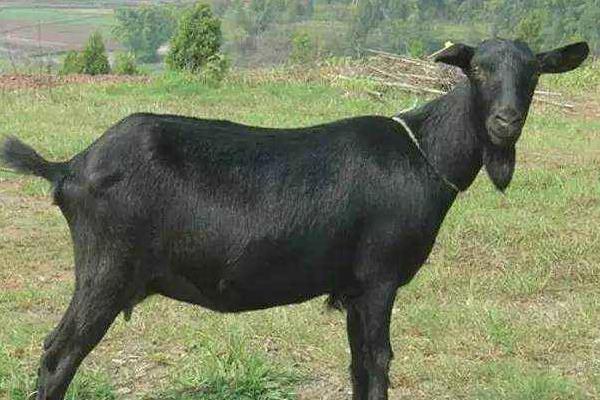 黑山羊品种有哪些 黑山羊养殖前景及利润怎么样