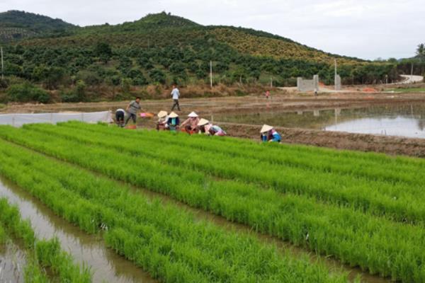 种水稻合理追施水稻孕穗肥促高产