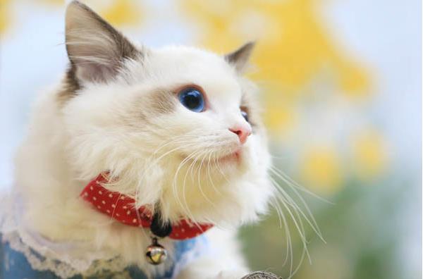 布偶猫市场价格多少钱一只 布偶猫为什么这么贵