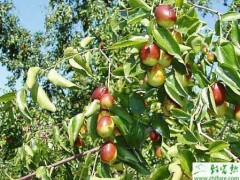 种枣树断根归圃育苗的方法