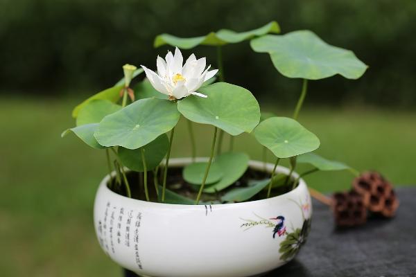 荷花怎么种 荷花种植方法与注意事项