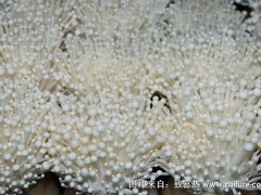 2018种金针菇赚钱吗?金针菇种植的利润与投资成本