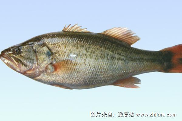 淡水鲈鱼养殖<a href=https://www.dadasou.com/news/142649.html target=_blank class=infotextkey>技术</a>