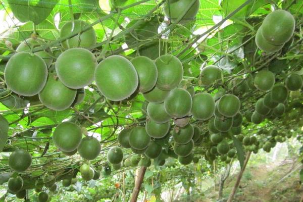 瓜蒌种植技术及亩收益，附施肥技术