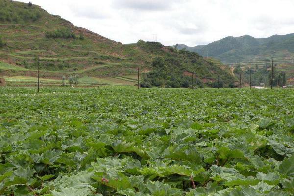 大黄种植技术与亩收入