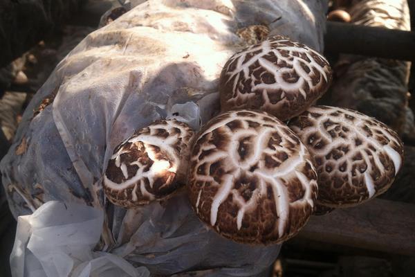 花菇市场价格多少钱一斤 花菇大的好还是小的好