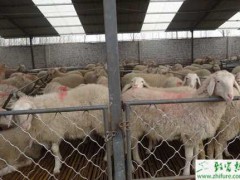 小尾寒羊挑选经验和繁殖母羊的饲养,