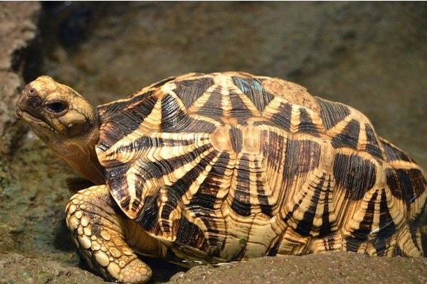 缅甸陆龟市场价格多少钱一只 缅甸陆龟有灵性吗