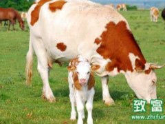 中国荷斯坦奶牛,牛奶是不是越白越好