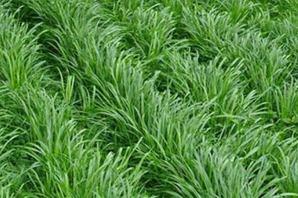 黑麦草种植时间及方法 黑麦草的生长特性
