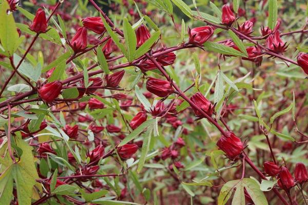 洛神花图片大全 洛神花花语及寓意