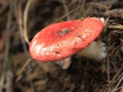 松乳菇市场价格多少钱一斤,松乳菇什么季节上市