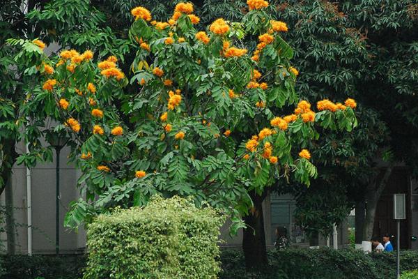 无忧花图片大全 无忧花花语及寓意 无忧花为什么叫无忧花