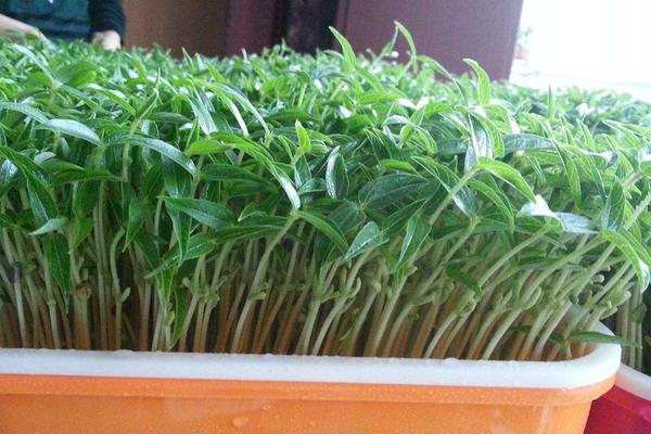 绿豆苗的种植方法
