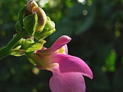 秋芸豆种植时间和方法