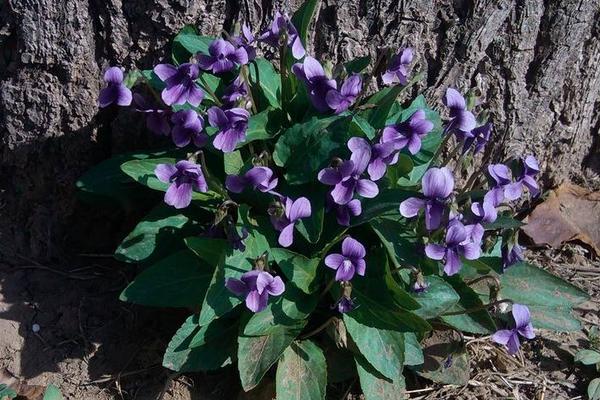 紫花地丁图片大全 紫花地丁的药用价值