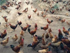 散养鸡怎么才能养好,散养鸡的养殖方法与技术