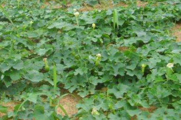 2018种瓜蒌赚钱吗?瓜蒌种植的利润与投资成本及前景预测