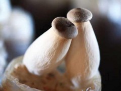 杏鲍菇的种植技术,杏鲍菇种植时间及方法