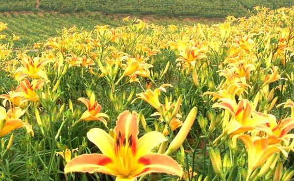 黄花菜种子市场价格多少钱一斤 黄花菜为什么要去什蕊