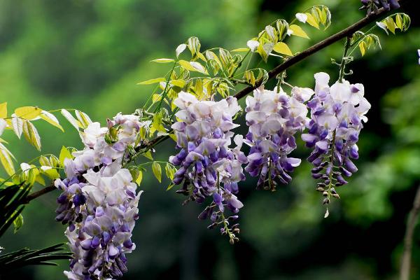 盆栽紫藤花怎么浇水（多久浇一次） 盆栽紫藤花如何养护