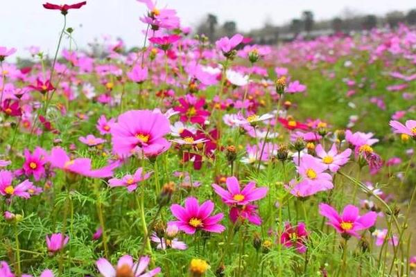 种植1亩格桑花种子成本要多少，附种植技术