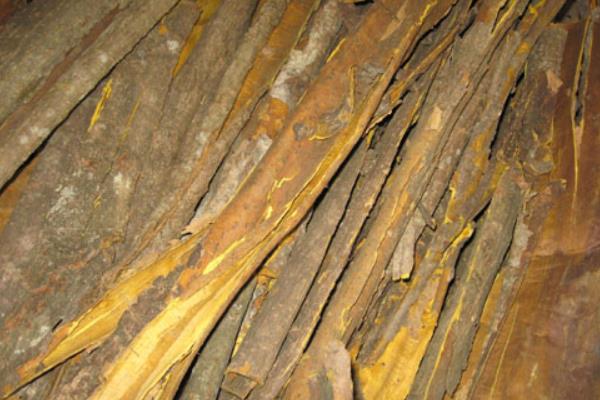 黄柏树皮市场价格多少钱一斤 黄柏树皮的作用与功效