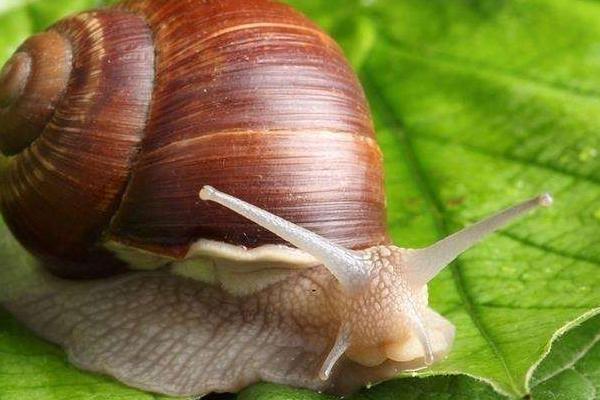 白玉蜗牛市场价格多少钱一斤 夏季该怎样养殖好白玉蜗牛