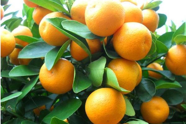 2018种砂糖橘赚钱吗？砂糖橘种植的利润与投资成本及前景预测