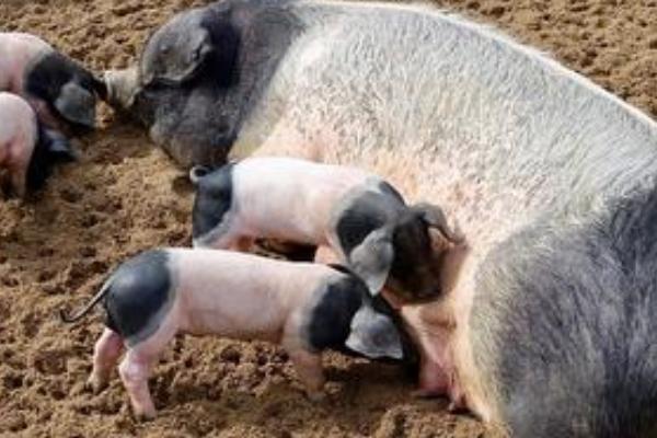 母猪感染非洲猪瘟的症状