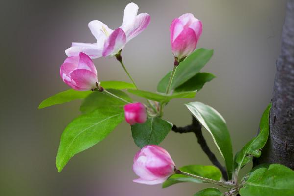 海棠花修剪枝叶方法 海棠花叶子发黄怎么办