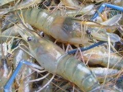 淡水虾养殖一亩利润有多少,无公害淡水虾养殖技