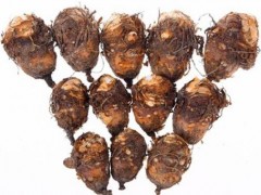 独角莲种子市场价格多少钱一斤,哪里有独角莲种
