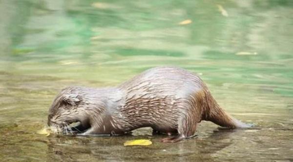 宠物水獭市场价格多少钱一只 水獭可以当宠物吗