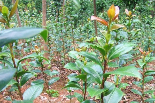 山茶树种植技术 山茶树几年结果