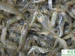 河虾红鳃病的原理及防治