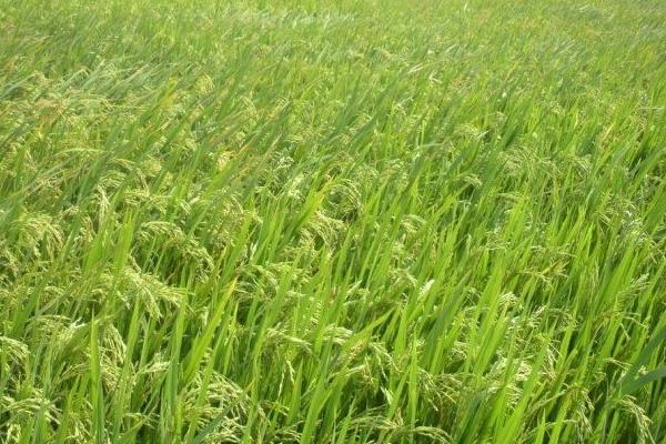 水稻施肥、打药、打虫、晒田时间表 杂交水稻为什么不能留种