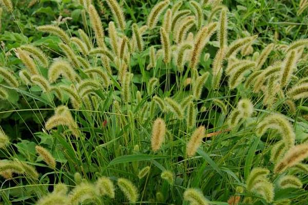 狼尾草种植技术，杂交狼尾草种植方法