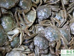 秋季河蟹养殖的五要点