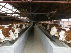 架子牛育肥技术,什么是架子牛