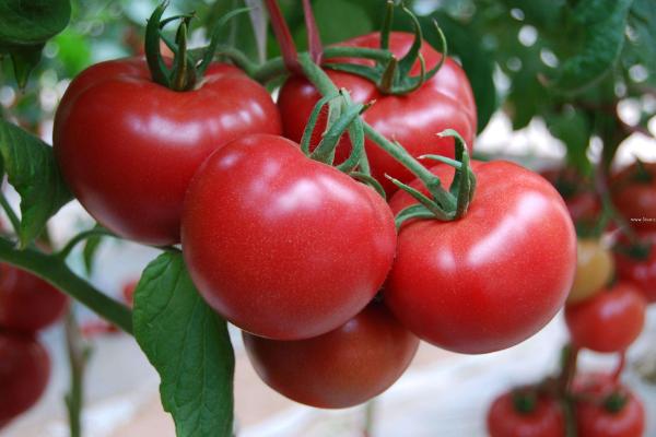 西红柿打蔫怎么挽救