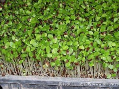 香椿芽苗菜种植