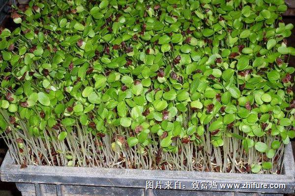 香椿芽苗菜<a href=https://www.dadasou.com/ny/zhongzhi/ target=_blank class=infotextkey>种植</a><a href=https://www.dadasou.com/news/142050.html target=_blank class=infotextkey>视频</a>