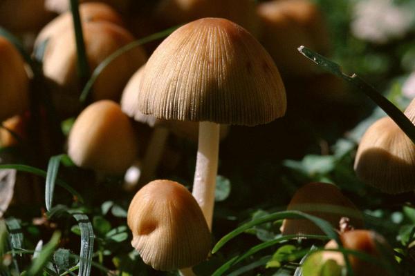 2018种蘑菇赚钱吗？蘑菇种植的利润与投资成本及前景预测