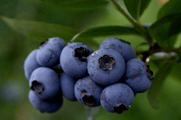 2018种蓝莓赚钱吗？蓝莓种植的利润与投资成本及前景预测