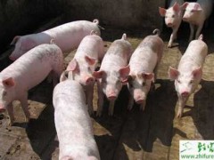 养猪母猪繁殖时要满足营养需求