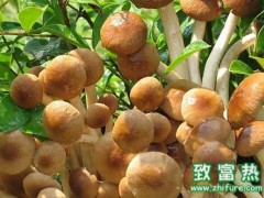 茶树菇菌袋栽培管理技术