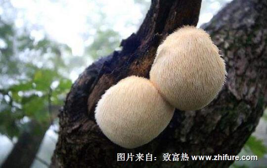 2017种猴头菇<a href=https://www.dadasou.com/news/93887.html target=_blank class=infotextkey>赚钱</a>吗？2017种猴头菇前景及市场价格<a href=https://www.dadasou.com/hangqing/ target=_blank class=infotextkey>行情</a>分析