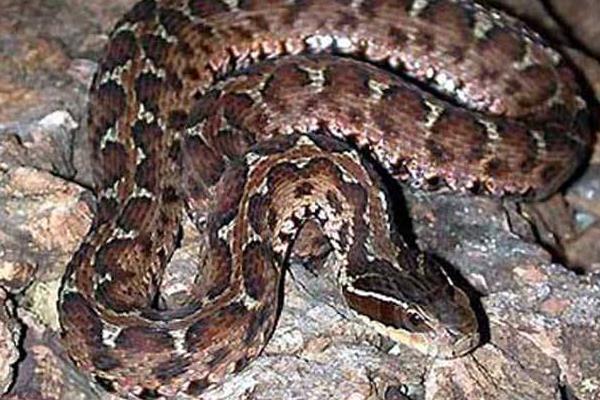 中国十大毒蛇排行榜 毒蛇有哪些 最毒的蛇是什么蛇
