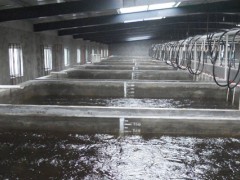 南美白对虾的工厂化育苗技术